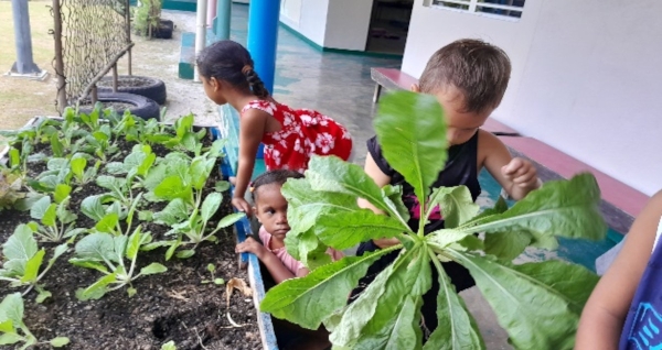 Comment faire manger les navets plantés par les élèves de ma classe