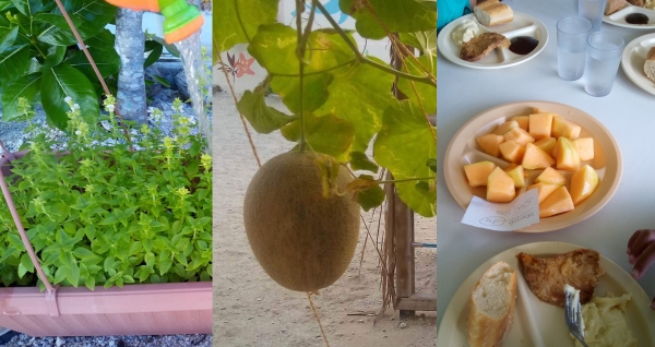Premier melon du potager de la maternelle de l’école primaire Arikitamiro
