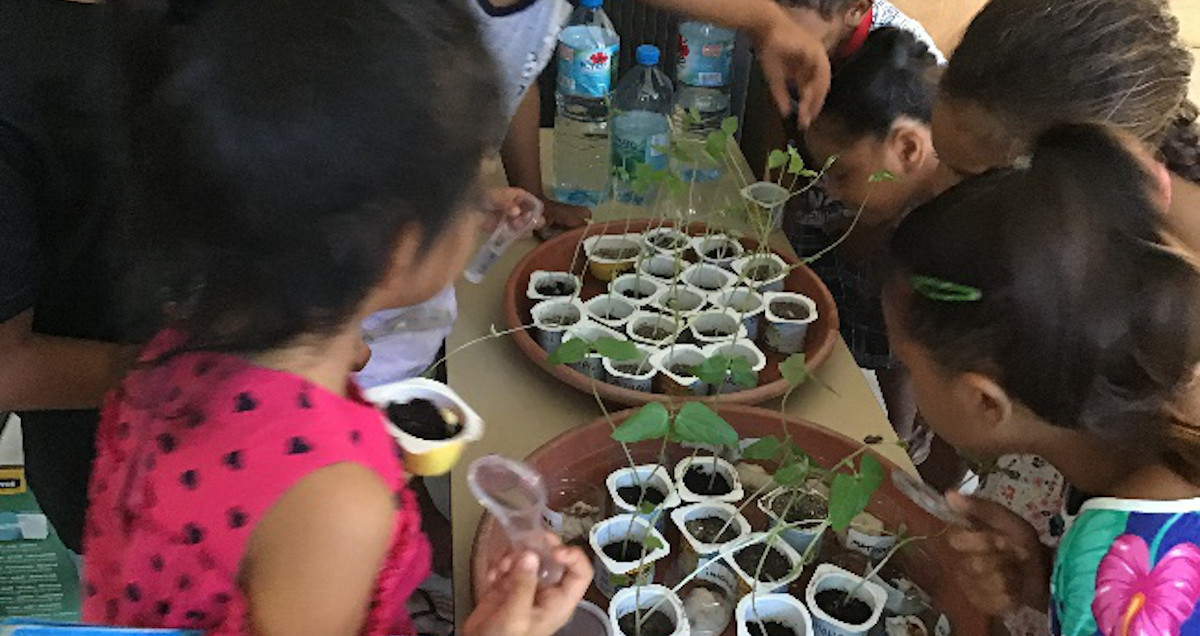 Projet de germination de la P4 du cycle 2 de l’Ecole de Avatoru : Le haricot